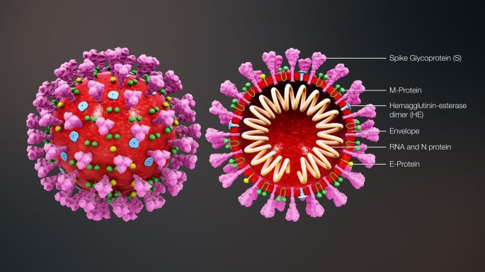 3D_medical_animation_coronavirus_structure